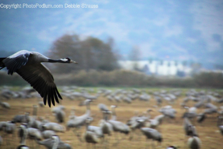 Animal, Ardeidae, Bird, Crane Bird, Heron
