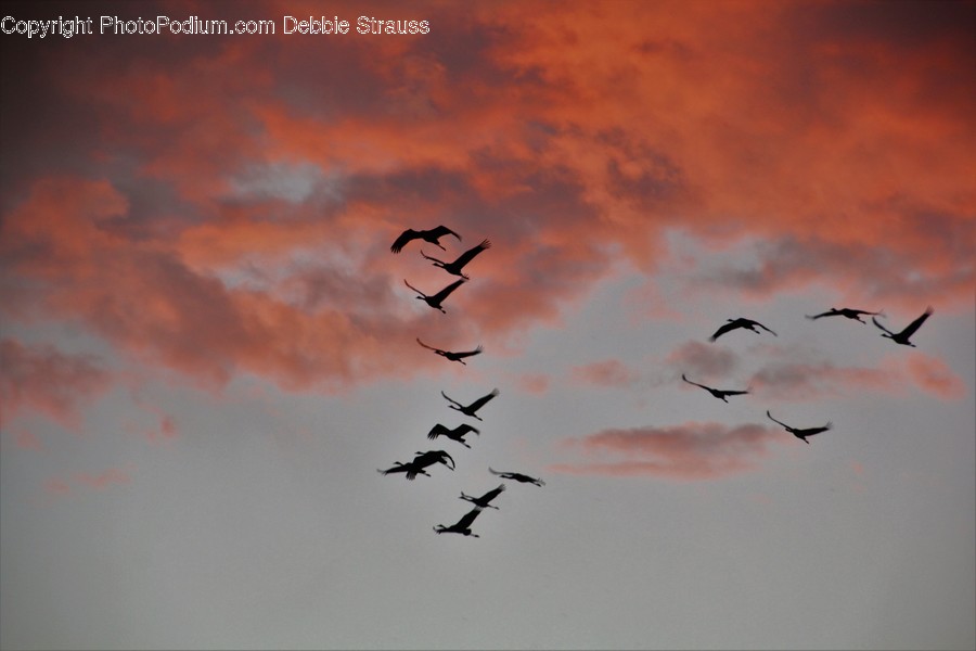 Animal, Ardeidae, Bird, Crane Bird, Heron