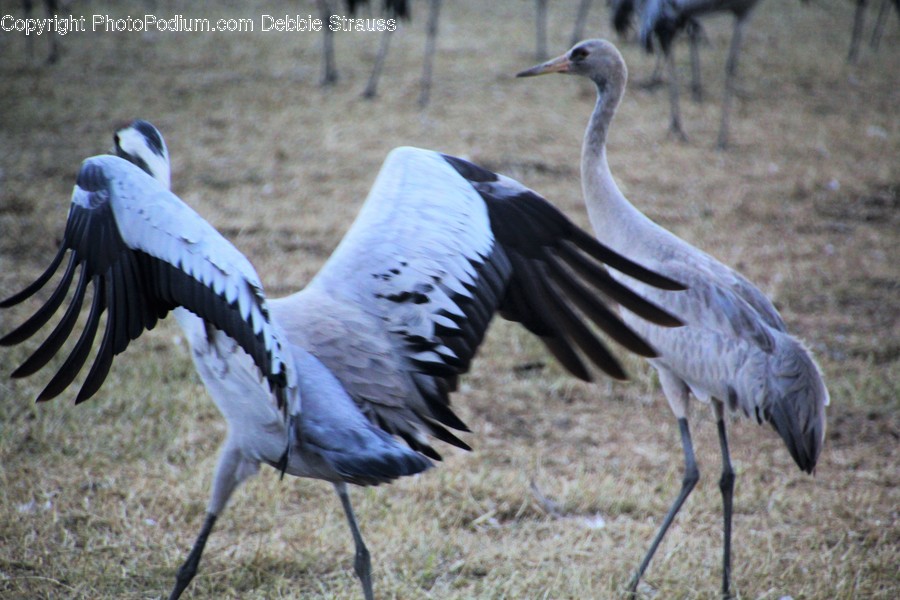 Animal, Ardeidae, Bird, Crane Bird, Heron