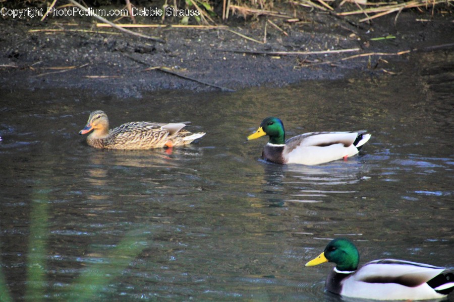 Animal, Bird, Duck, Waterfowl, Mallard