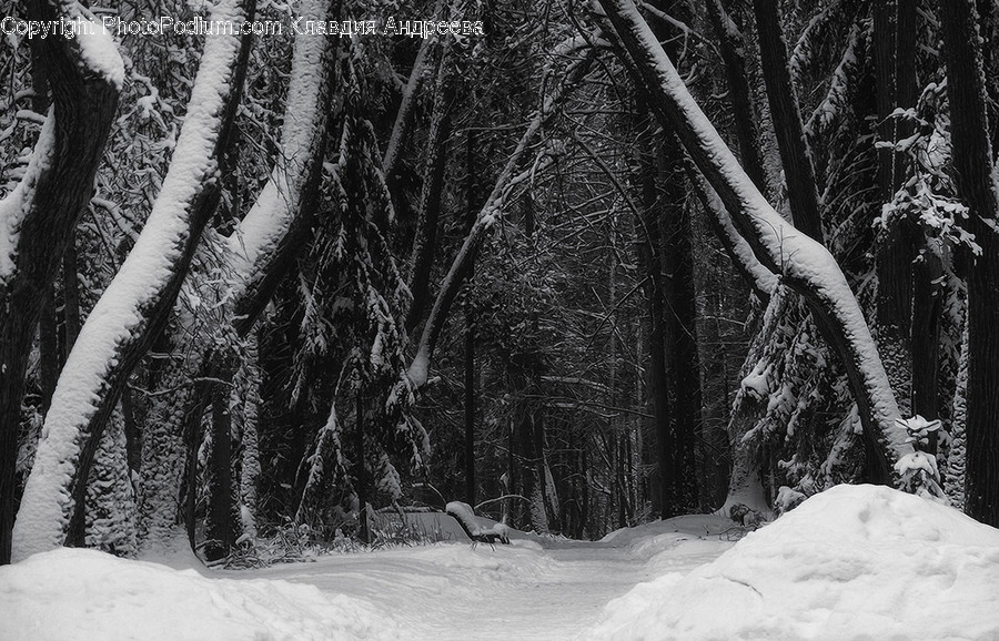 Outdoors, Snow, Flora, Forest, Land