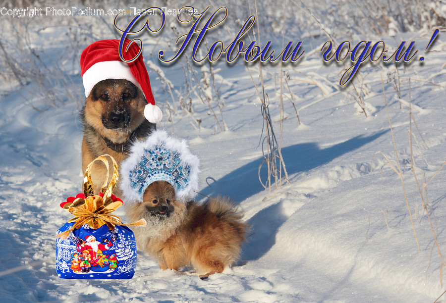 Animal, Canine, Dog, German Shepherd, Mammal