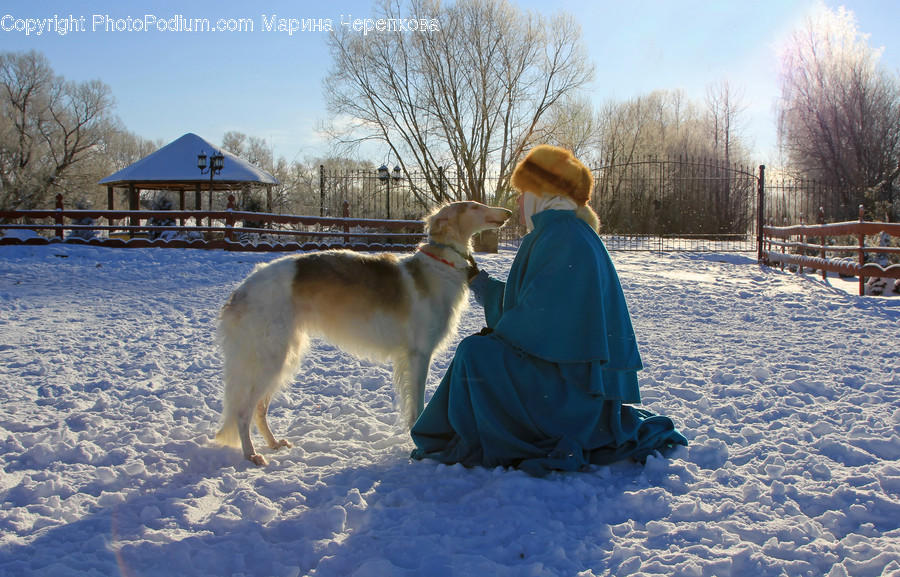 Human, People, Person, Animal, Canine