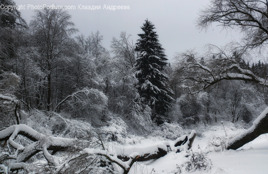 Outdoors, Snow, Flora, Forest, Land