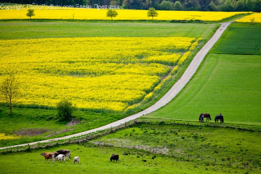 Field, Grassland, Outdoors, Dirt Road, Gravel