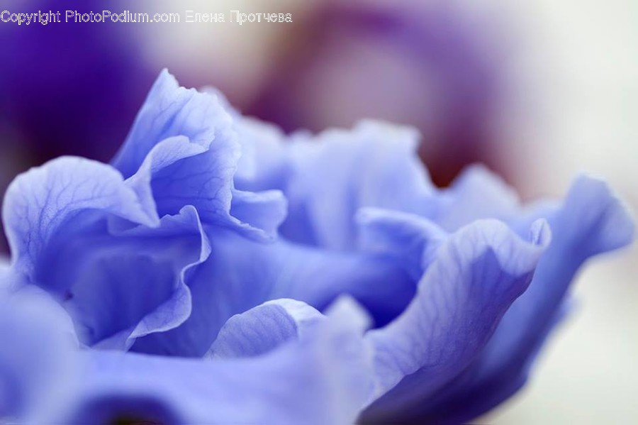 Human, People, Person, Blossom, Carnation