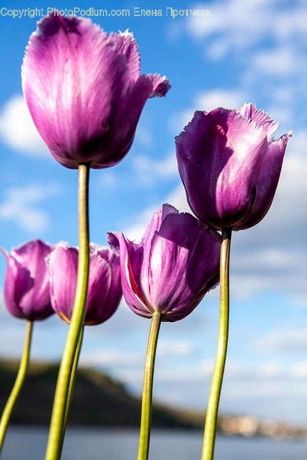Blossom, Flora, Flower, Plant, Tulip