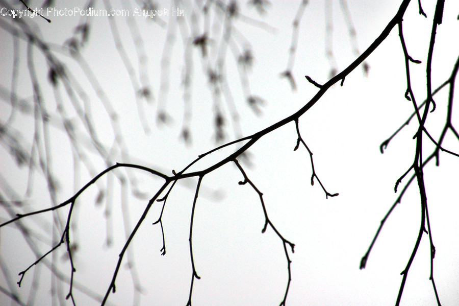Flora, Grass, Plant, Birch, Tree