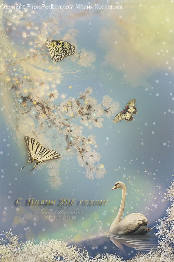 Animal, Butterfly, Insect, Invertebrate, Monarch