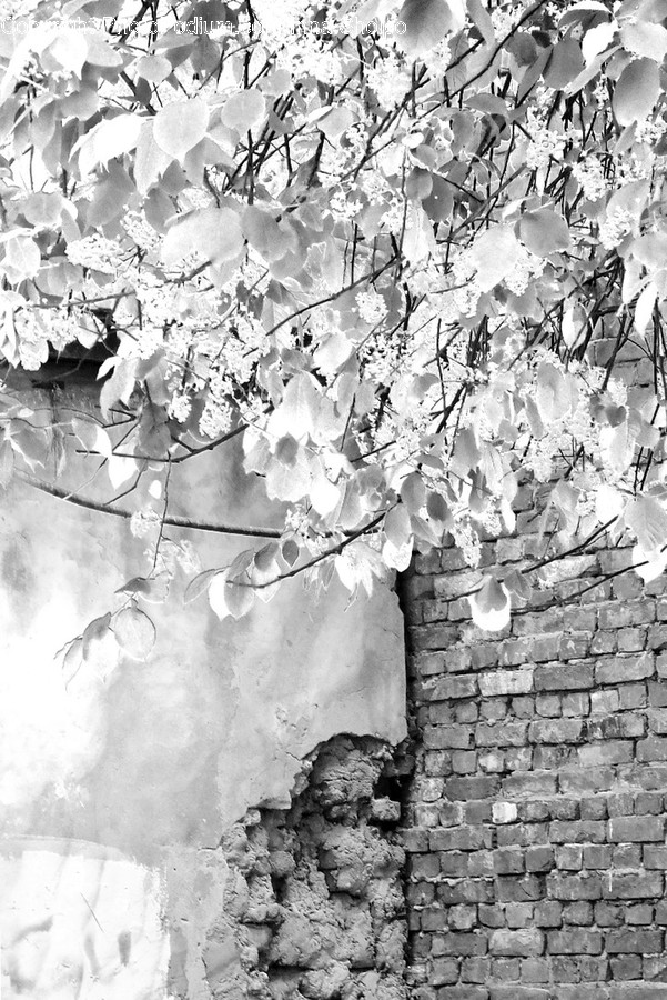 Flora, Ivy, Plant, Outdoors, Snow