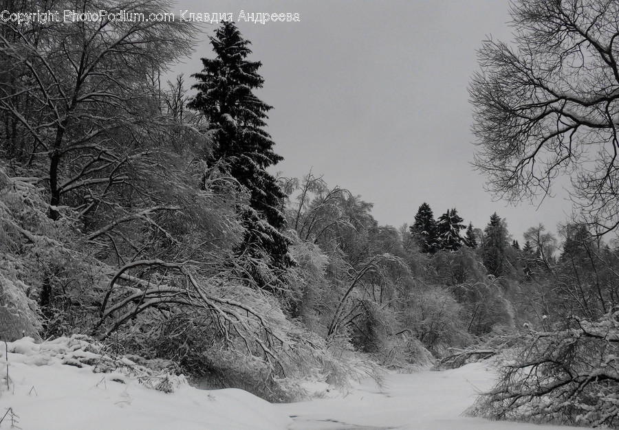 Abies, Conifer, Fir, Flora, Plant