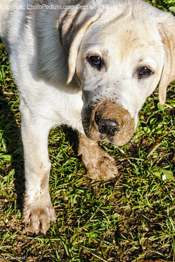 Animal, Canine, Dog, Golden Retriever, Mammal