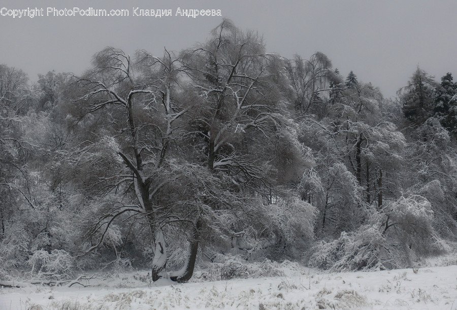 Frost, Ice, Outdoors, Snow, Flora