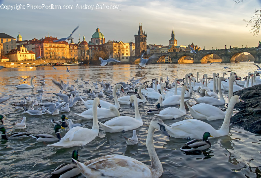 Animal, Bird, Duck, Mallard, Waterfowl