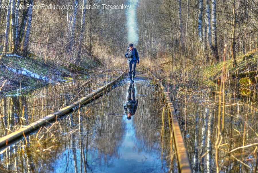 Land, Marsh, Outdoors, Swamp, Water