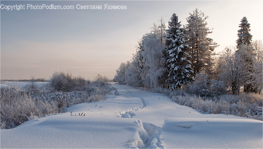 Abies, Conifer, Fir, Flora, Plant