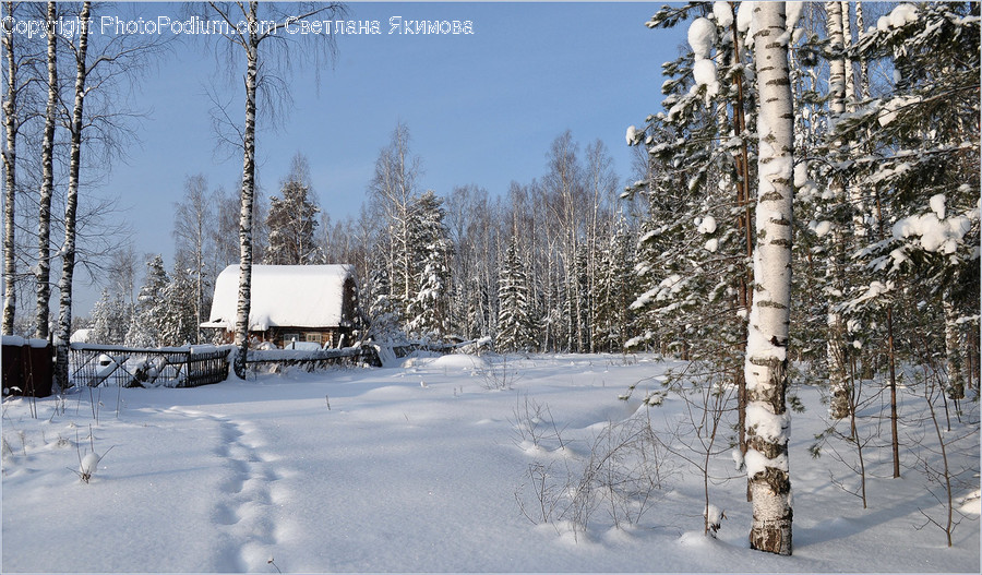 Outdoors, Snow, Birch, Flora, Plant