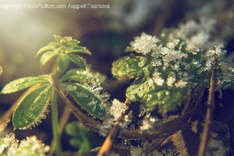 Dill, Flora, Food, Plant, Seasoning