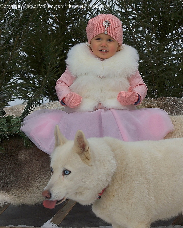 Human, People, Person, Animal, Canine