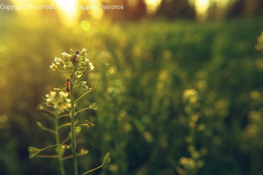 Flora, Grass, Plant, Sunlight, Dill