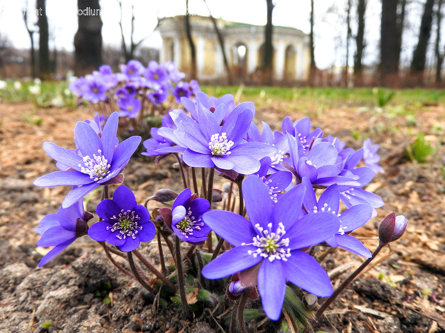 Blossom, Crocus, Flora, Flower, Plant