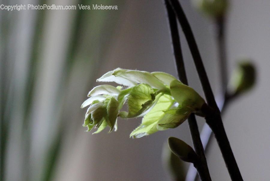 Flora, Plant, Blossom, Flower, Geranium