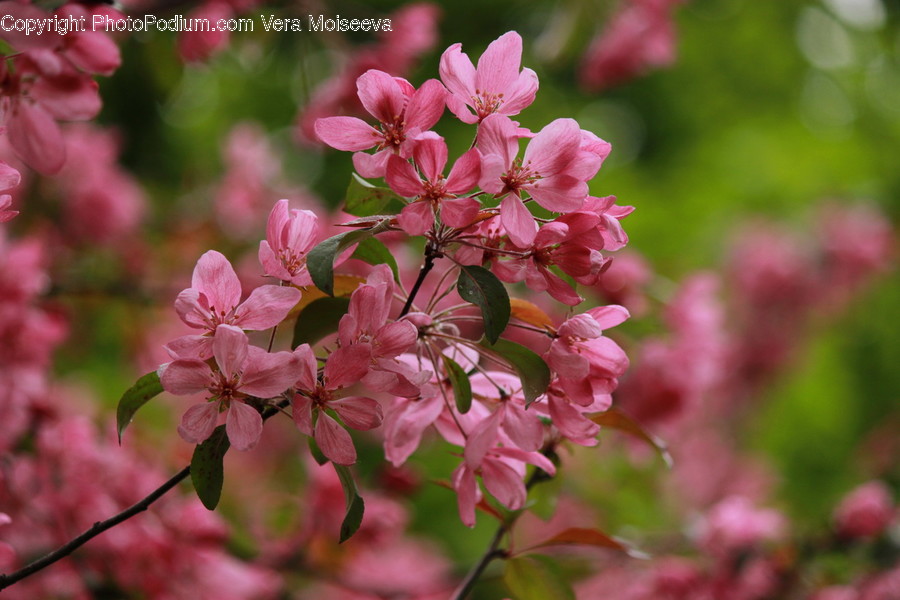 Blossom, Cherry Blossom, Flora, Flower, Plant