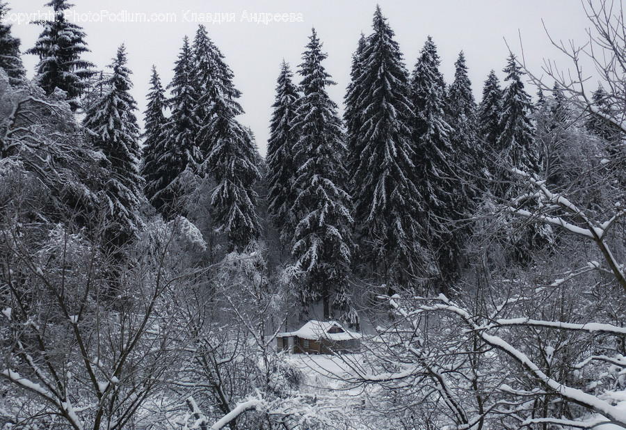 Abies, Conifer, Fir, Flora, Plant