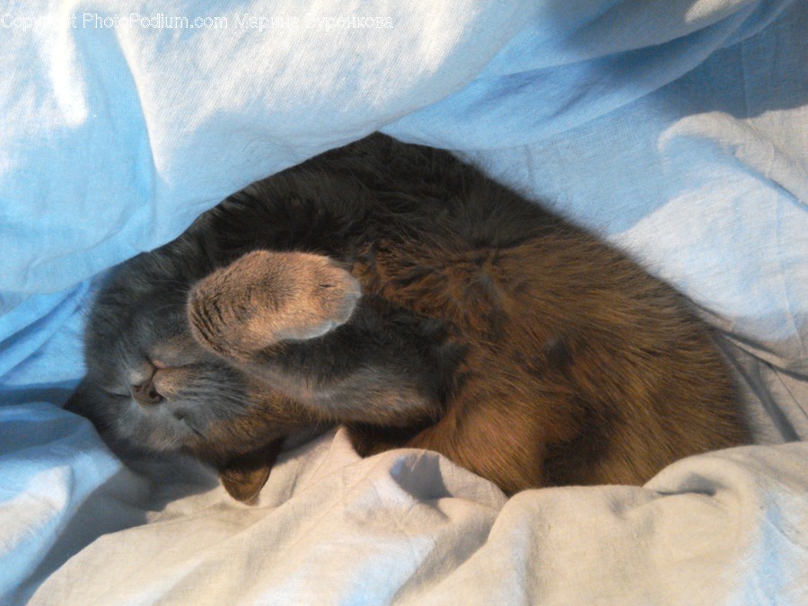 Asleep, Animal, Cat, Mammal, Manx