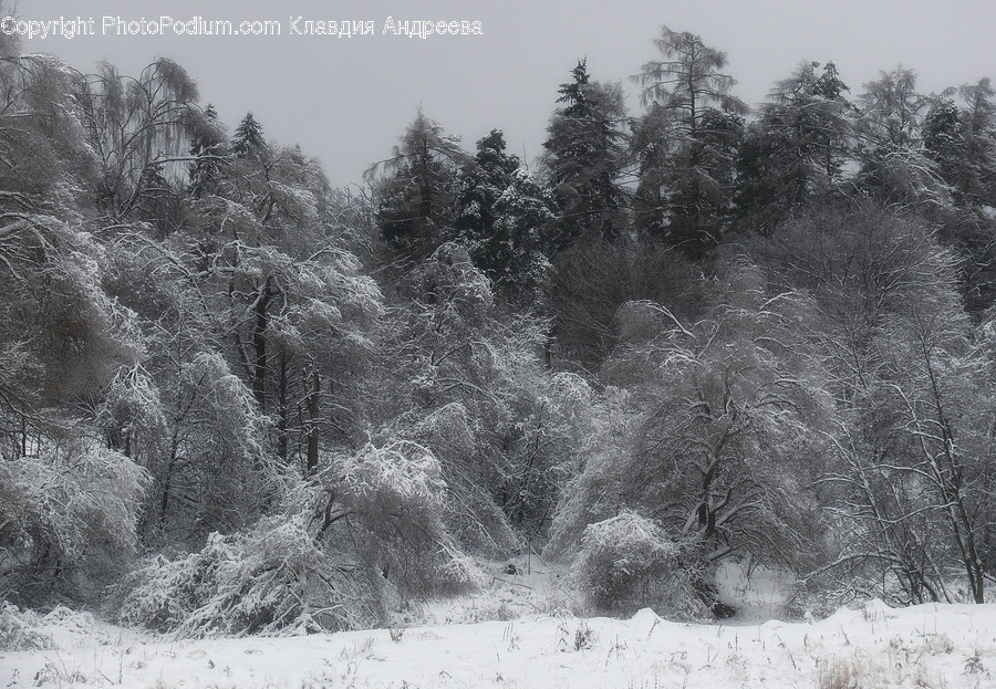 Frost, Ice, Outdoors, Snow, Flora