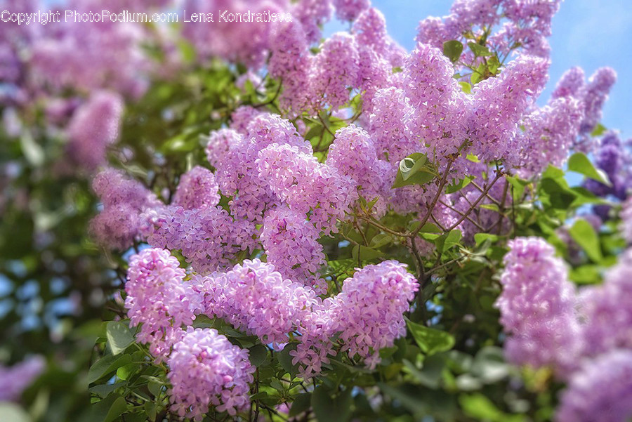 Blossom, Flora, Flower, Lilac, Plant
