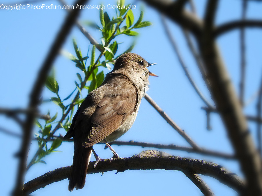 Animal, Bird, Sparrow, Agelaius, Blackbird