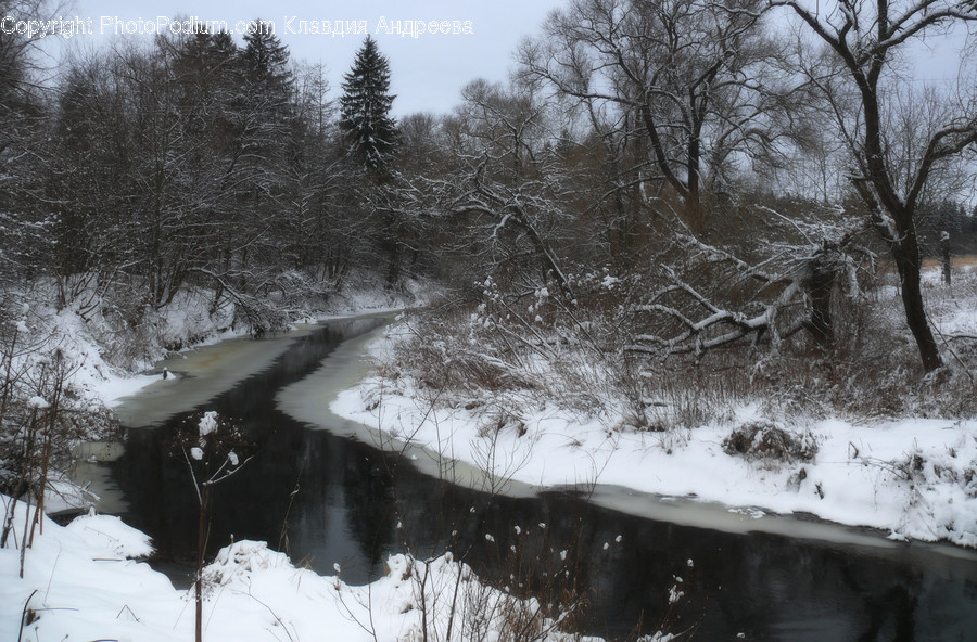 Flora, Forest, Land, Nature, Outdoors