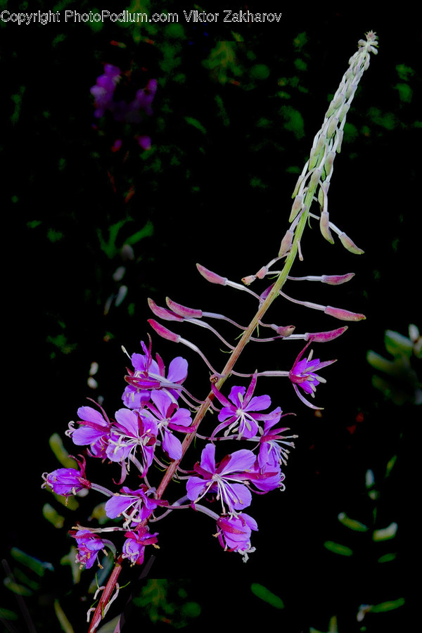 Blossom, Flora, Flower, Geranium, Plant
