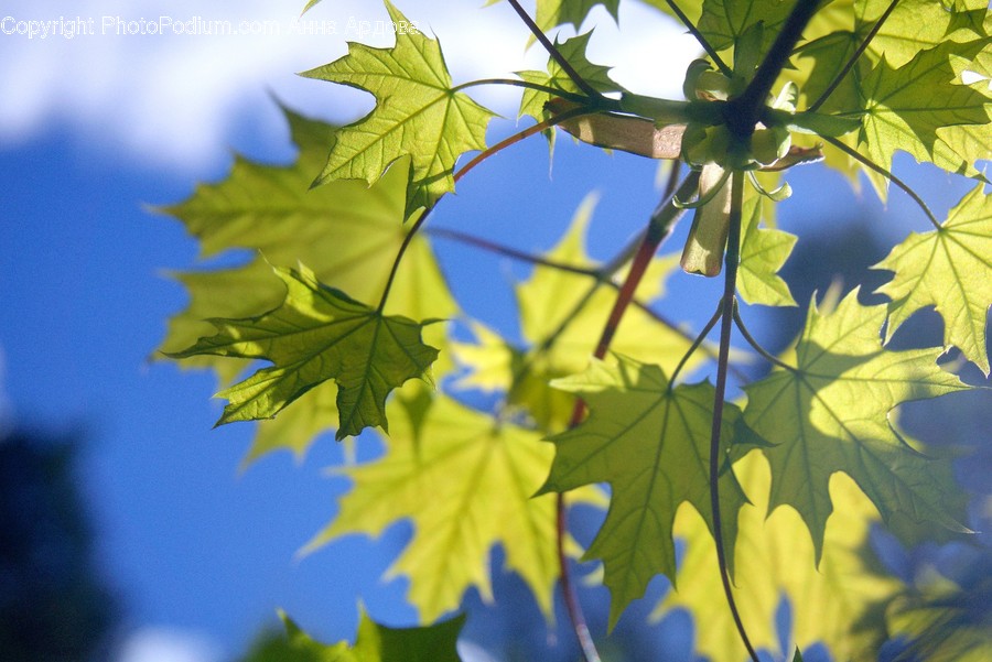 Flora, Leaf, Maple Leaf, Plant, Sunlight