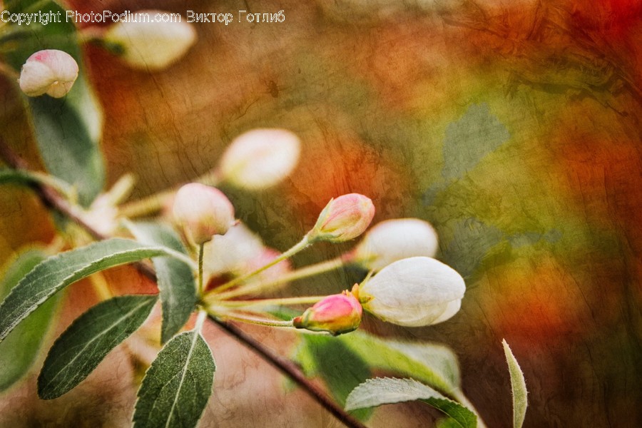 Ball, Sphere, Blossom, Flora, Flower