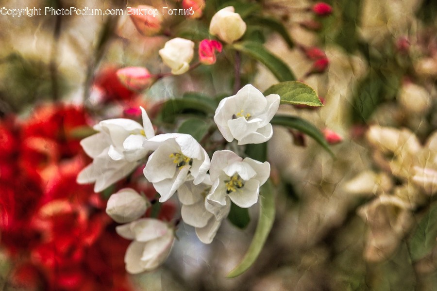 Blossom, Flora, Flower, Plant, Petal