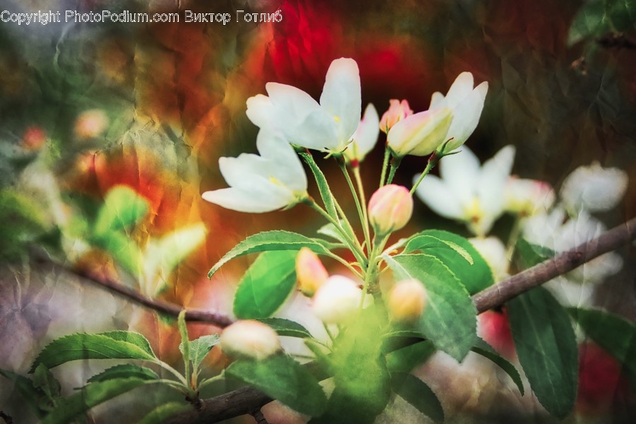 Blossom, Flora, Flower, Geranium, Plant