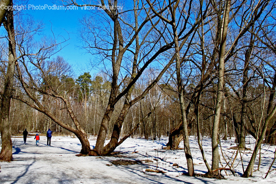 Birch, Flora, Plant, Tree, Landscape