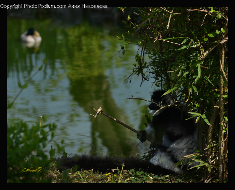 Animal, Bear, Black Bear, Mammal, Wildlife