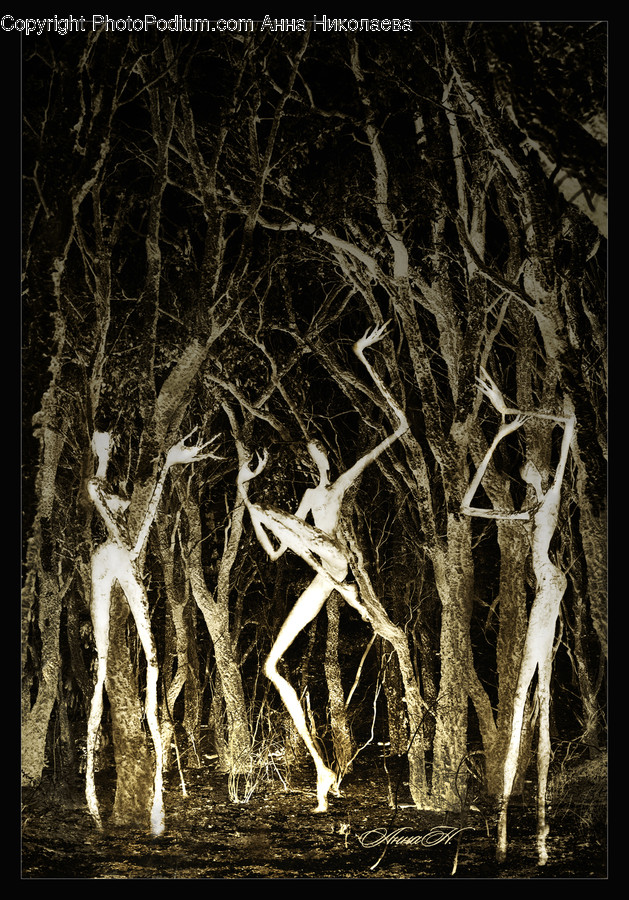 Light, Birch, Flora, Plant, Tree