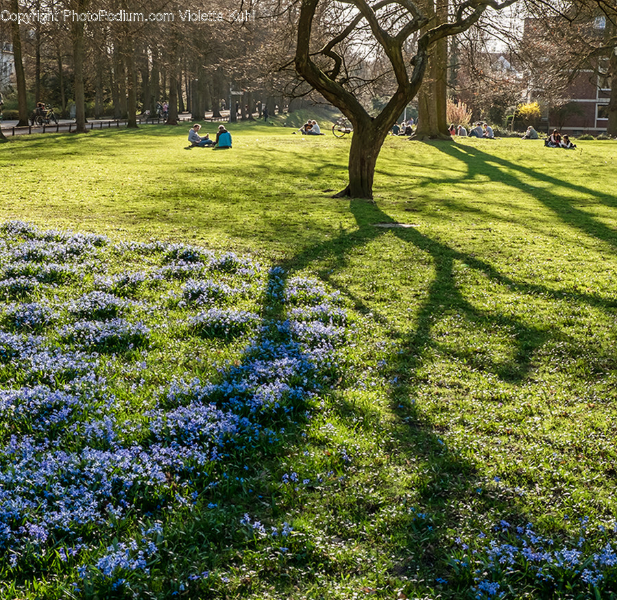 Flora, Grass, Plant, Park, Field