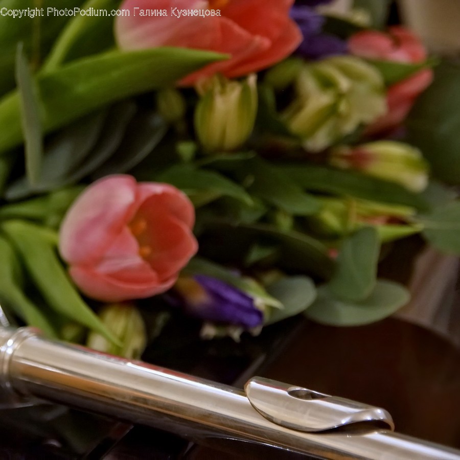 Blossom, Flora, Flower, Flower Arrangement, Ornament