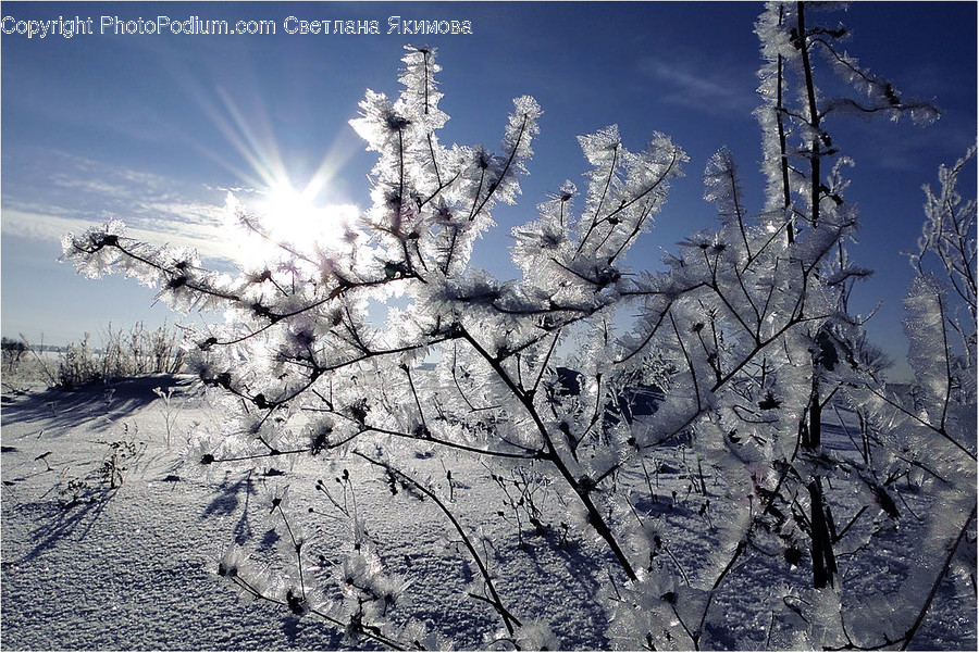 Frost, Ice, Outdoors, Snow, Blossom