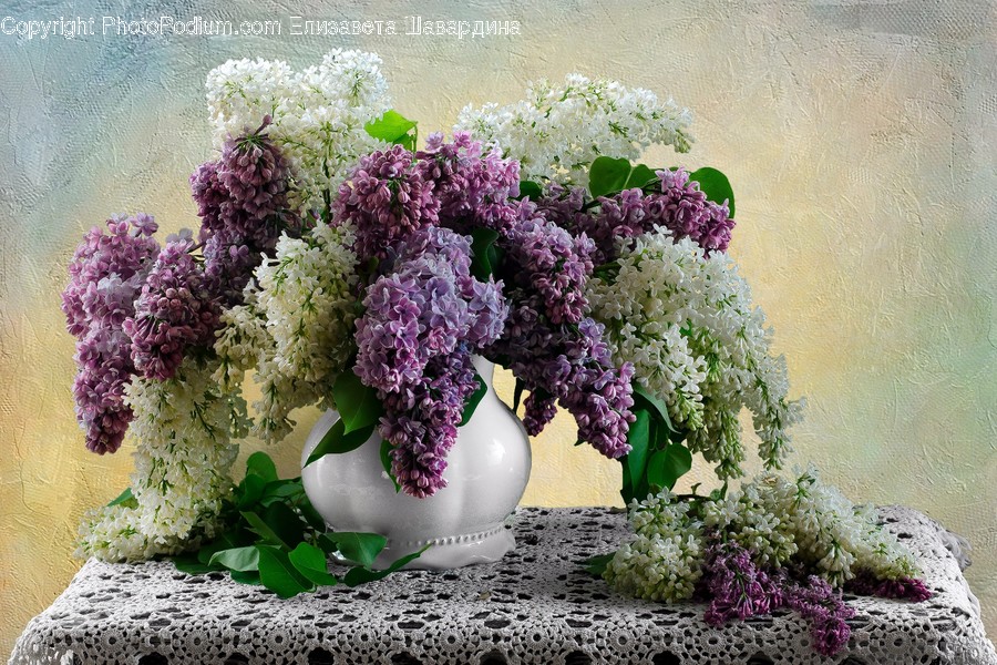 Blossom, Flora, Flower, Lilac, Plant
