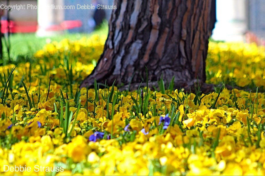 Flora, Plant, Blossom, Daffodil, Flower