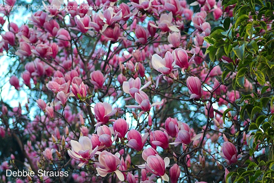 Blossom, Flora, Flower, Plant, Food