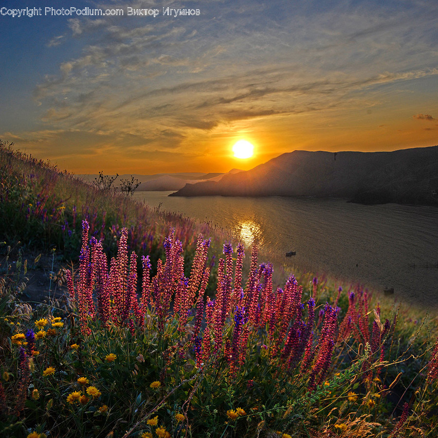 Flora, Plant, Dawn, Dusk, Nature