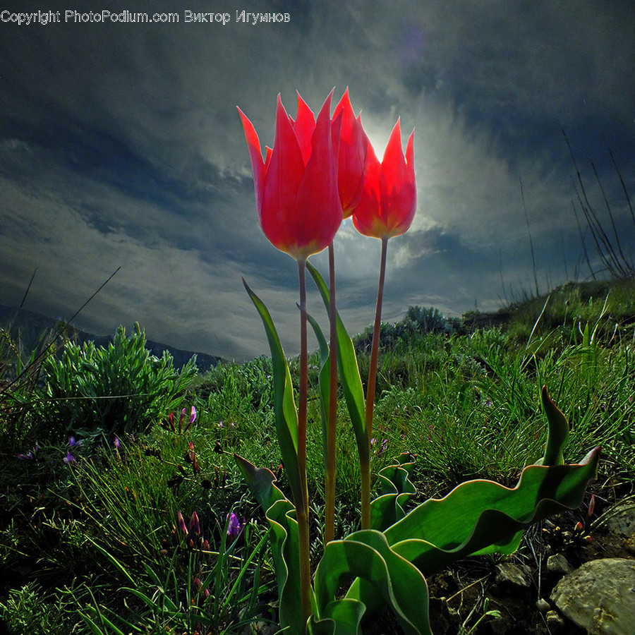 Blossom, Flora, Flower, Plant, Tulip