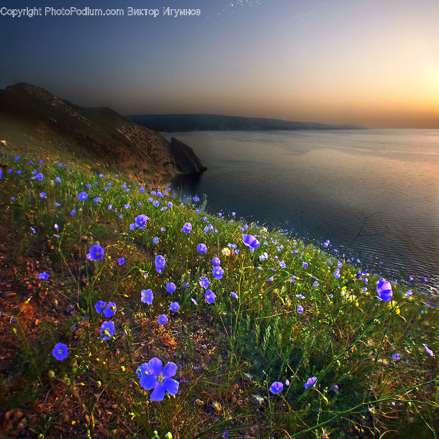 Blossom, Flax, Flora, Flower, Plant